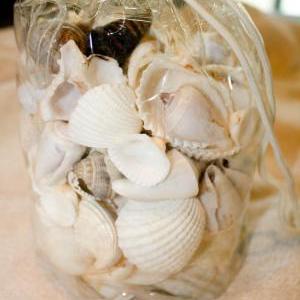 Bag Of White Assorted Seashells